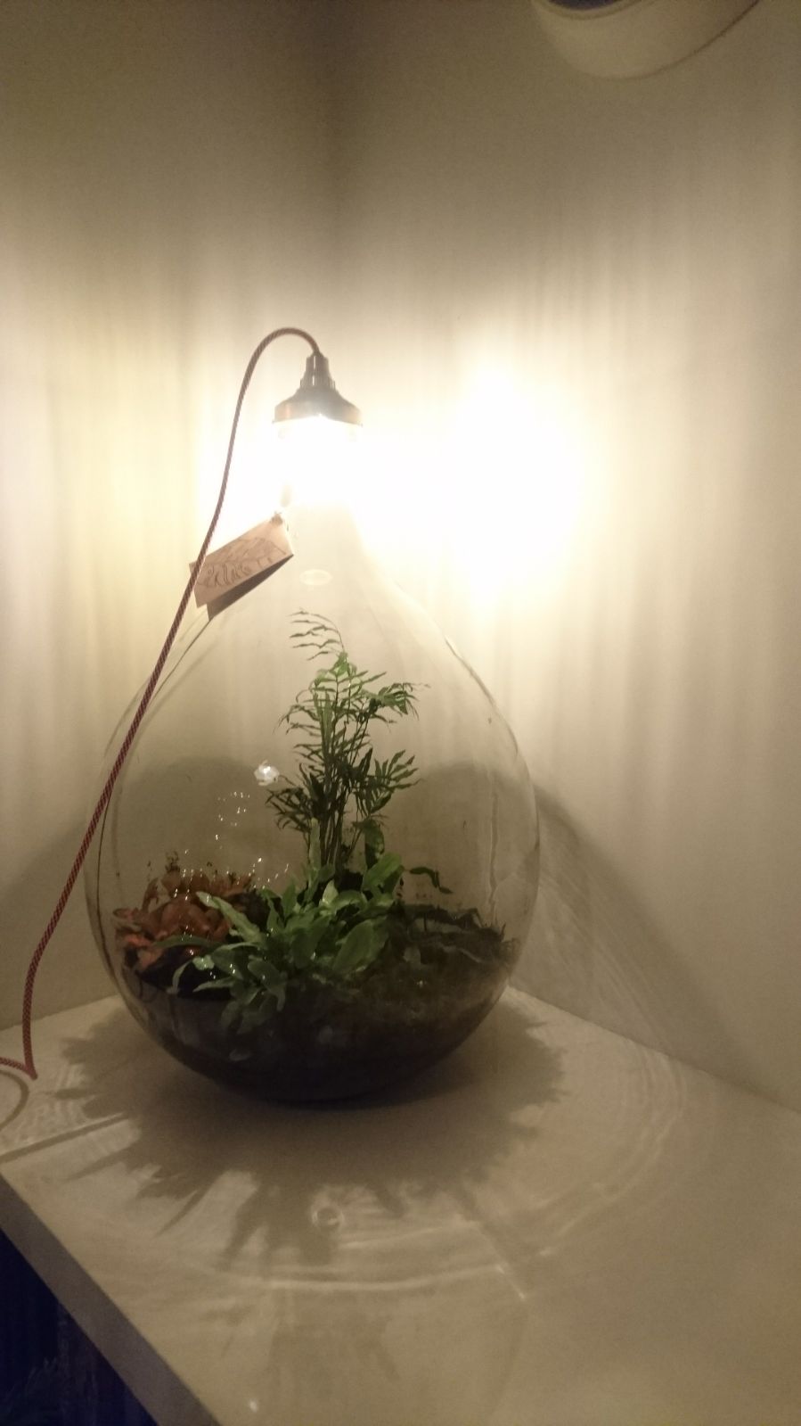 Originele Ferrarium flestuin met planten en lamp. - FERRARIUM.NL